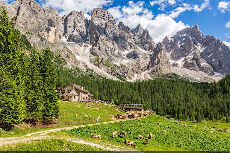 Eine Almhütte mit einer Sonnenterrasse und grasenden Kühen vor einer schönen Bergkulisse.