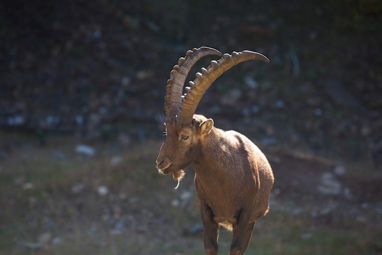 Steinbock
