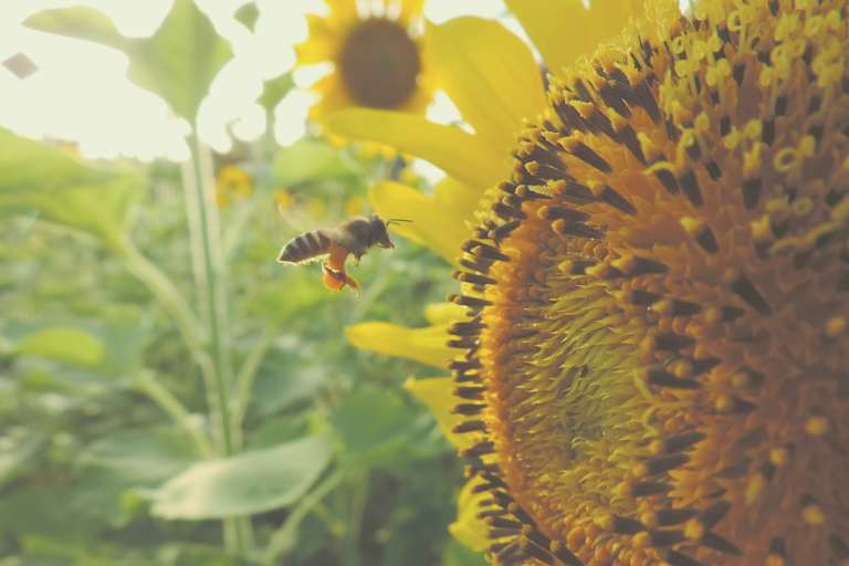 Weltbienentag: Am 20.Mai setzen wir ein globales Zeichen zum Schutz der Biene