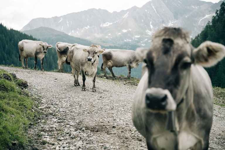 Kühe vor der Berghütte Stoankasern, Tirol.