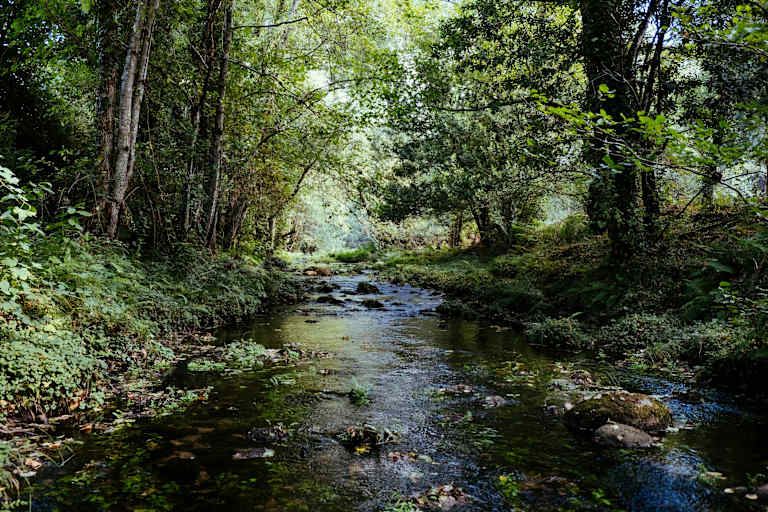 Idyllischer Bachlauf