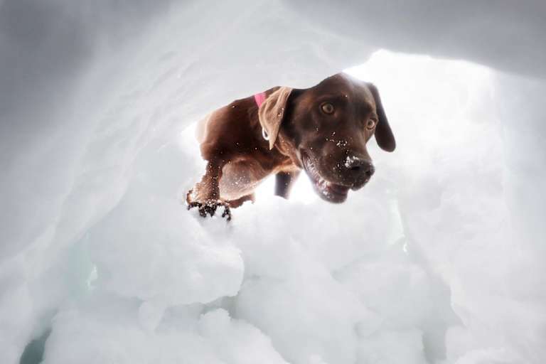 Hund schaut in ein Schneeloch
