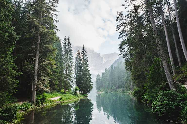 Wald in Südtirol