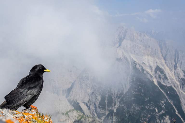 Alpendohle