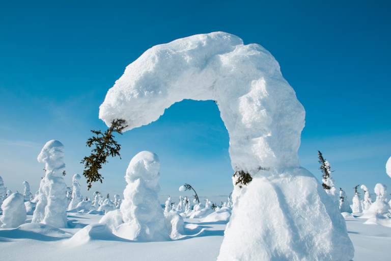 Gebogene Bäume durch Schnee in Kuntivaara, Finnland