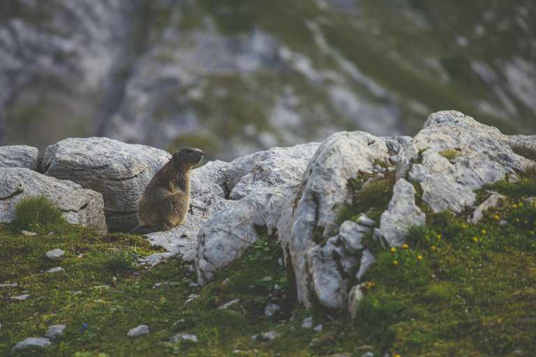 Murmeltiere hautnah erleben – in heimischen Nationalparks ist das keine Seltenheit.
