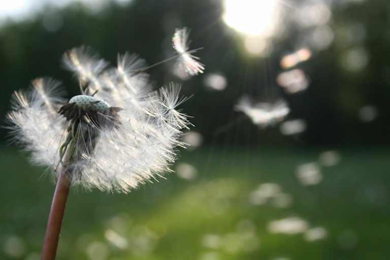 Heuschnupfen: Pollenflug