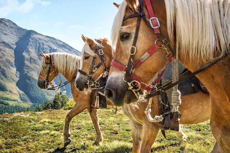 Die Köpfe der prächtigen Haflinger