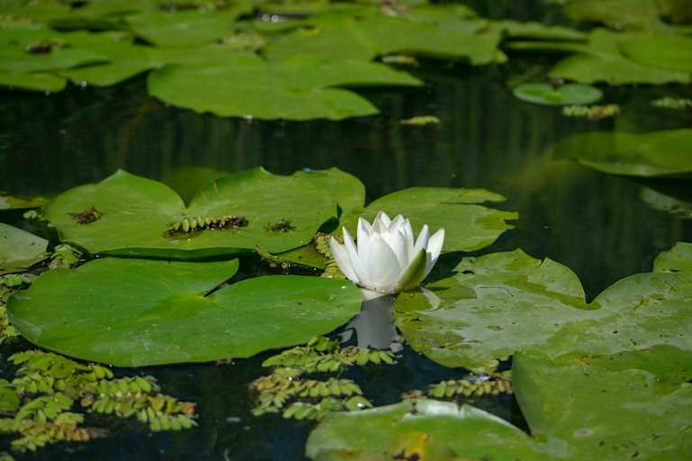 Am Spechtensee findet man die Weiße Seerose.