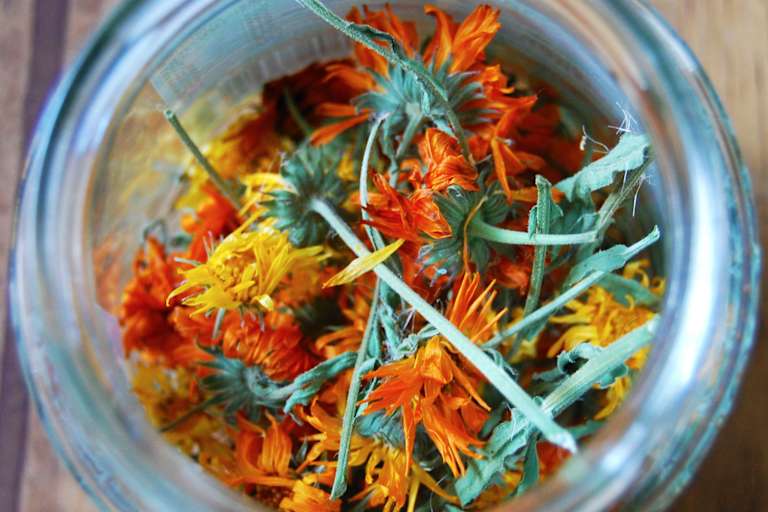 Ringelblumenblüten: Zutat für Salbe