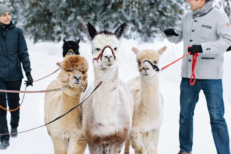 Alpakas im Schnee.