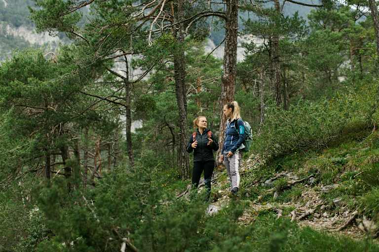 Wandern im Wald