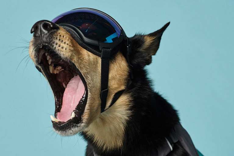 Mode für Hunde Hundebrille Rex Specs V2