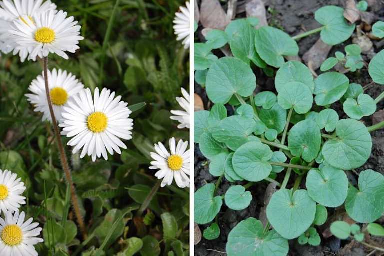 Die ersten Frühlingsboten: Gänseblümchen (links) und Scharbockskraut