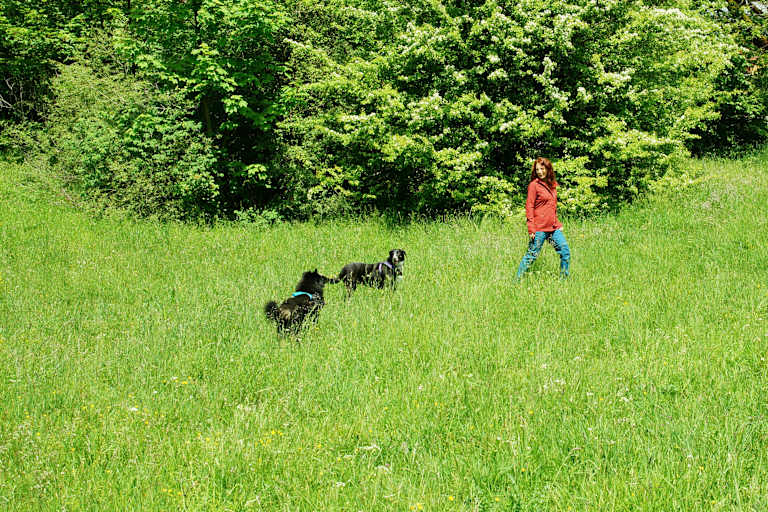 Wandern mit Hund