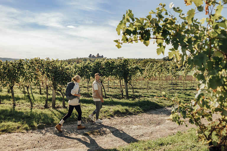 Viele Weinwanderwege führen direkt entlang der Weinreben.