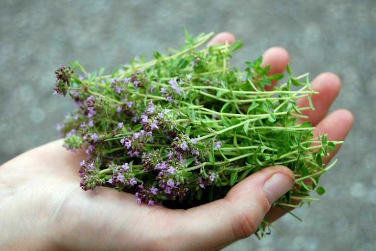 Wilder Oregano / Quendel
