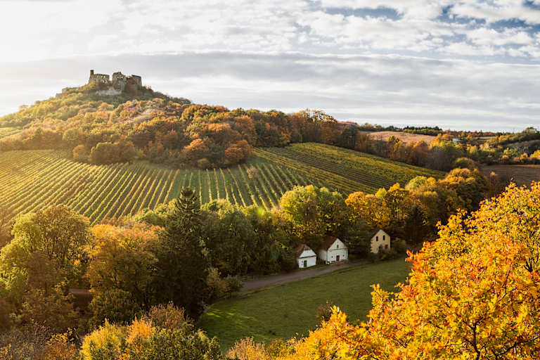 Weinberge in der Herbstsonne in Niederösterreich