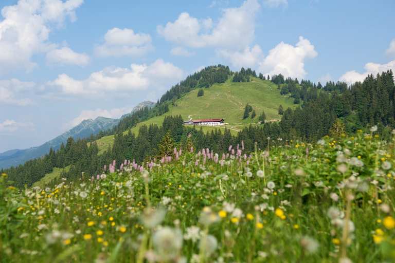 Auf dem Weg zum Falken