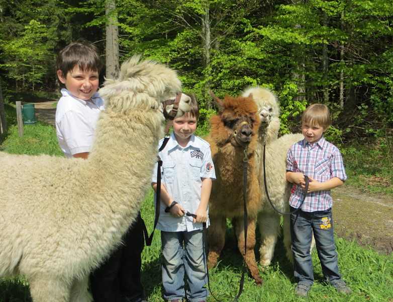 Wandern mit den Alpakas im Naturpark
