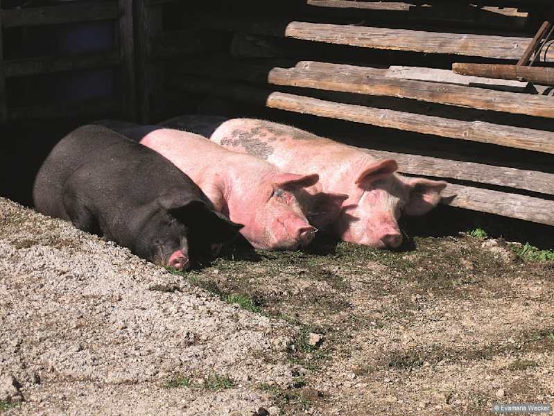 Schnarch – auf der Velika Planina führen die Schweine ein geruhsames Almleben.