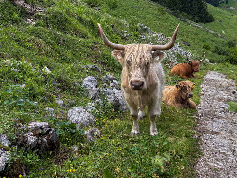 Hochlandrind am Weg zur Baumgartalm