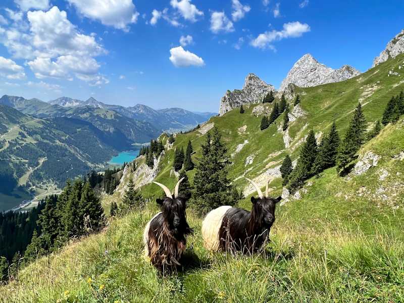 Auf der Schneetalalm