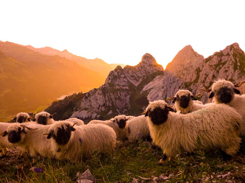 Schafe auf der Schneetalalm