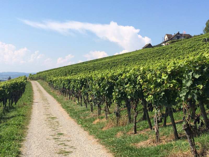 Weinweg Weinfelden