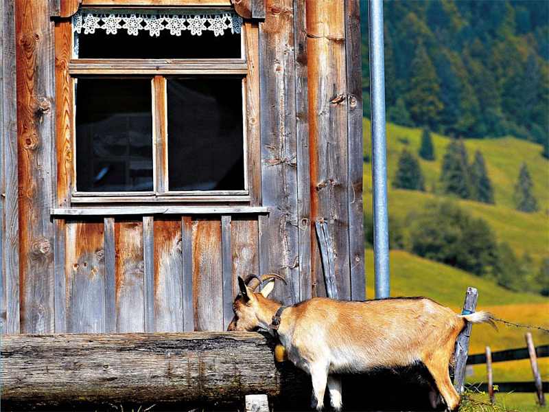 Ziegen auf der Ziegenalpe