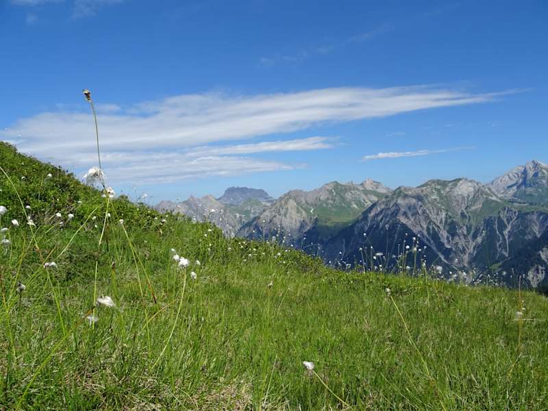 Wollgras schmückt den Weg