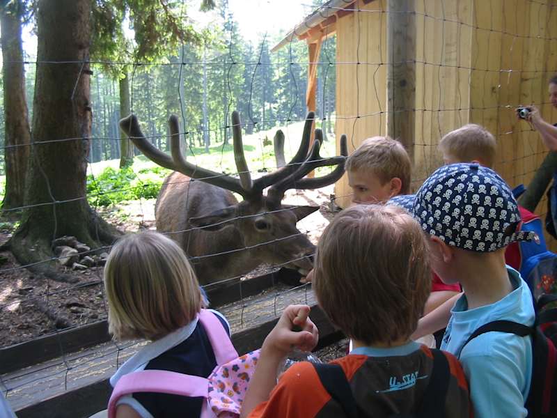 Hirschfütterung im Naturpark