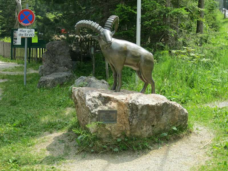 Dieser Steinbock hat zahlreiche freilebende Artgenossen auf der Hohen Wand