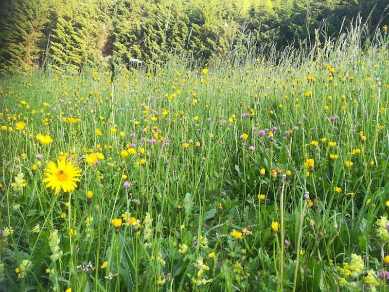Wunderschöne Blumenwiesen am Höhenweg zwischen Annaberg und Lungötz