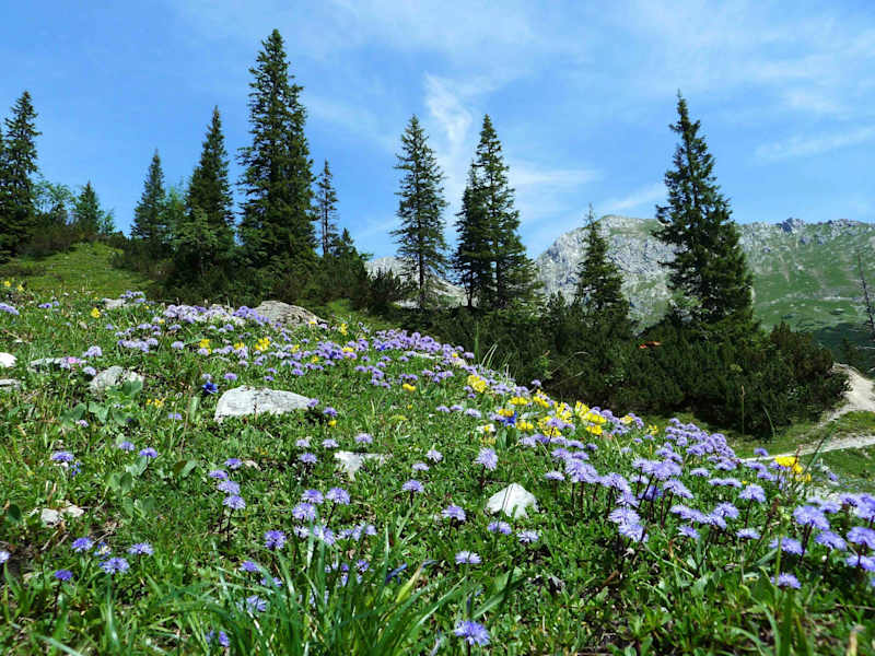 Blumenpracht im Naturpark Karwendel