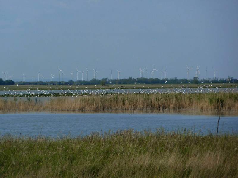 Blick auf das Vogelparadies Lange Lacke