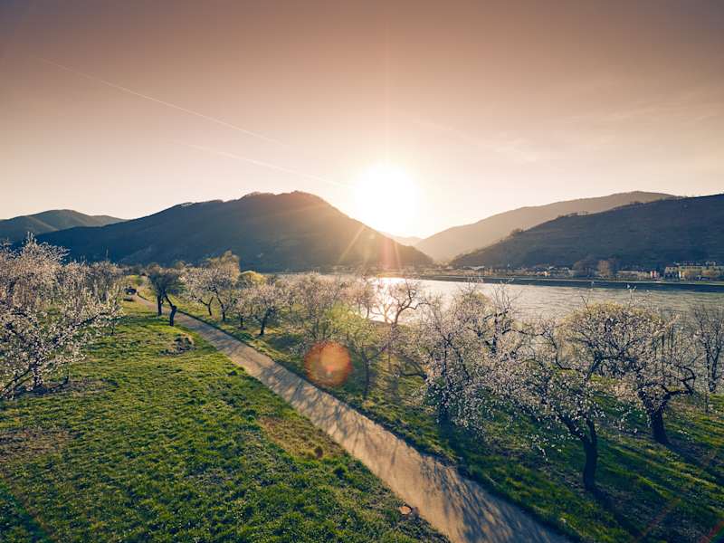 hende Marillenbäume am Südufer der Donau in der Wachau