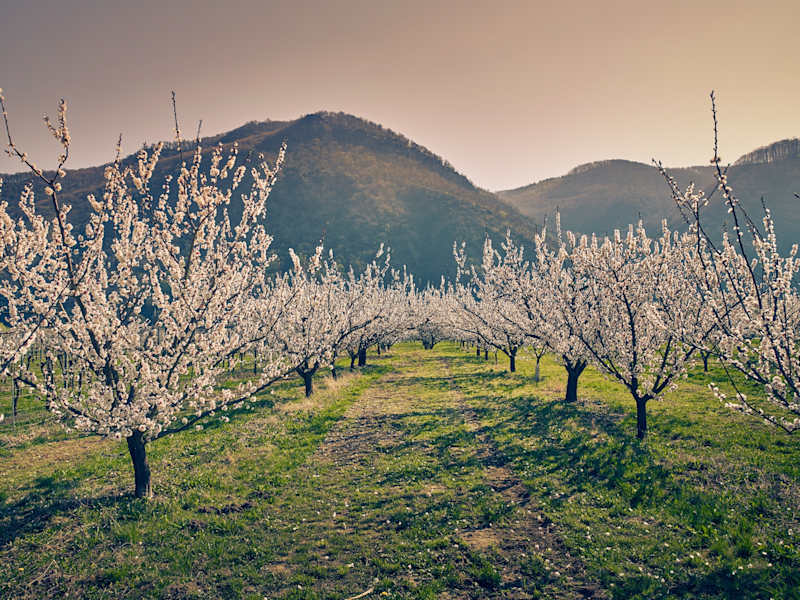 Marillenblüte in der Wachau