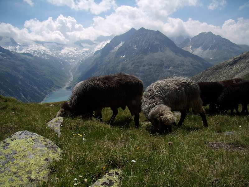 Schafe vor der Olpererhütte