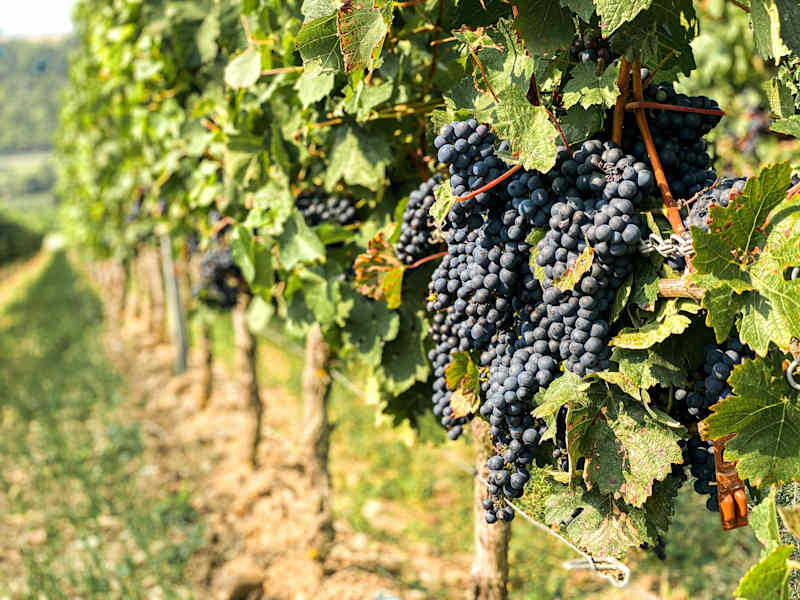 Neckenmarkt zählt zur Weinbauregion des Blaufränkischland
