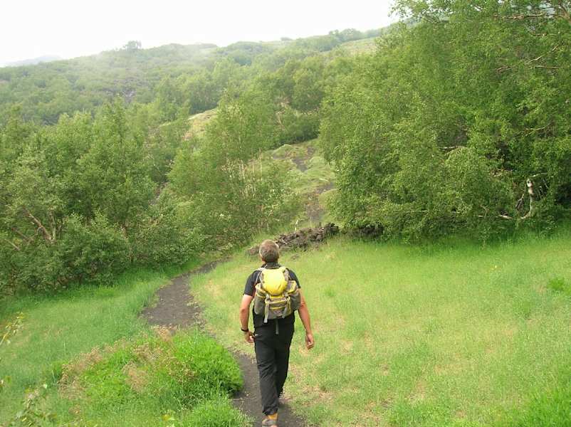 Birkenwald