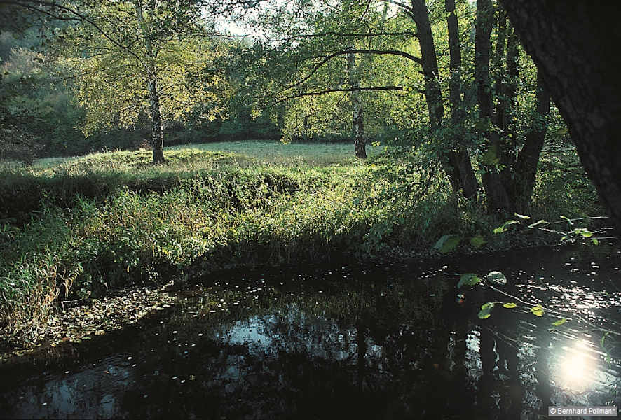 Stimmungsvoll – die Selke.