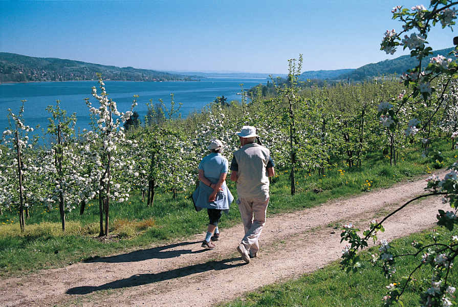 Zum Schwärmen verleitet die Untersee-Landschaft bei Mammern.