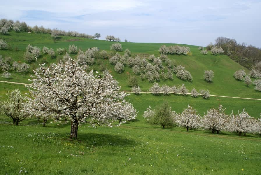 Chriesibäume in voller Blüte
