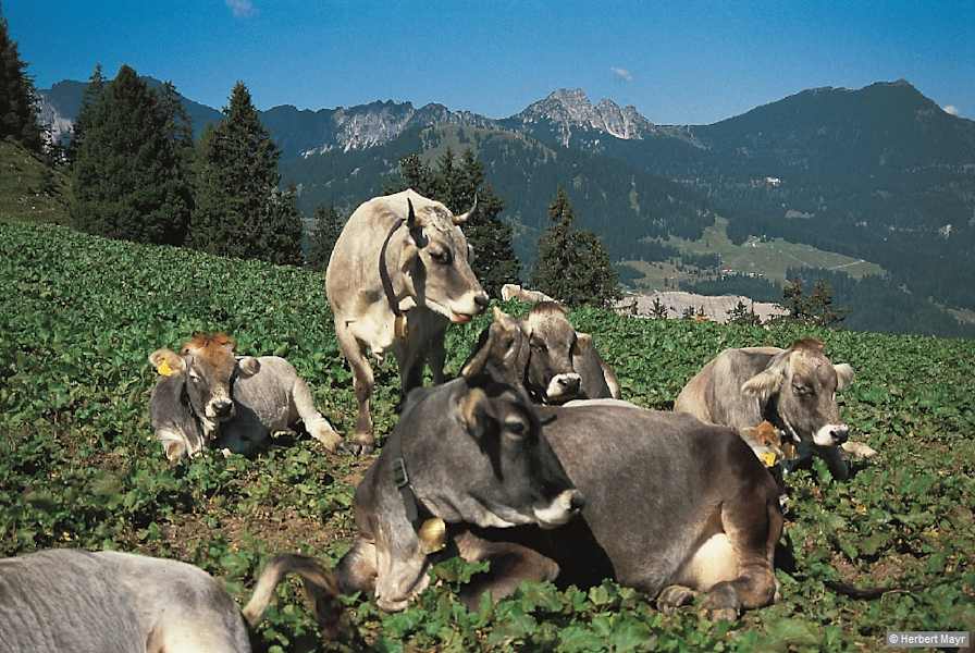 Schillerkopf und Mondspitze von Südosten