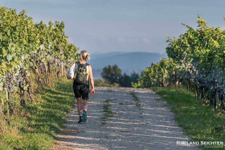 Weinweg Weinfelden