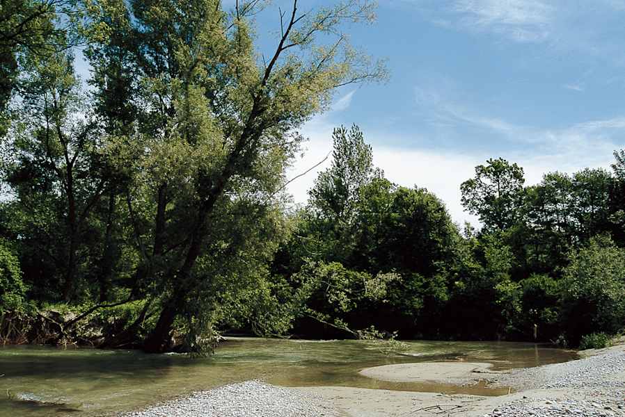 Schotterbänke und kristallklares Wasser im unregulierten Teil der Leitha.