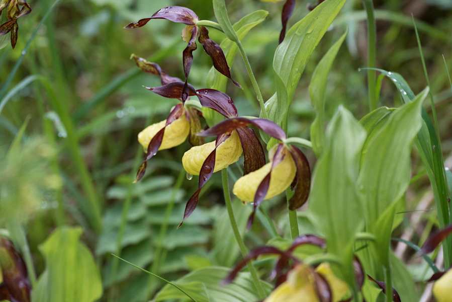 Im Juni blüht eingangs Val Trupchun an einigen Stellen der Frauenschuh, eine seltene und geschützte Orchidee.