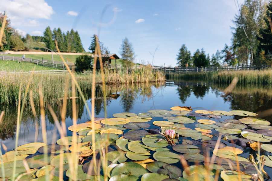Ruhe am Lilienteich in Südtirol, Italien