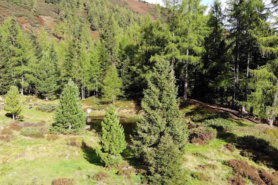 Beeindruckend sind die Wälder rund um die Hütte.
